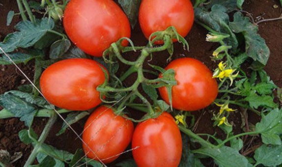 Tomatoes